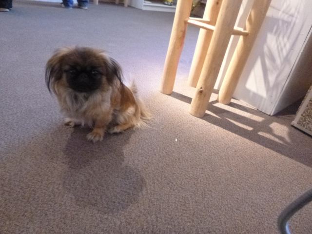 On the way "home" I ran into a store for a minute, and there was a customer there with a little dog that reminded me of a mini-Chico.