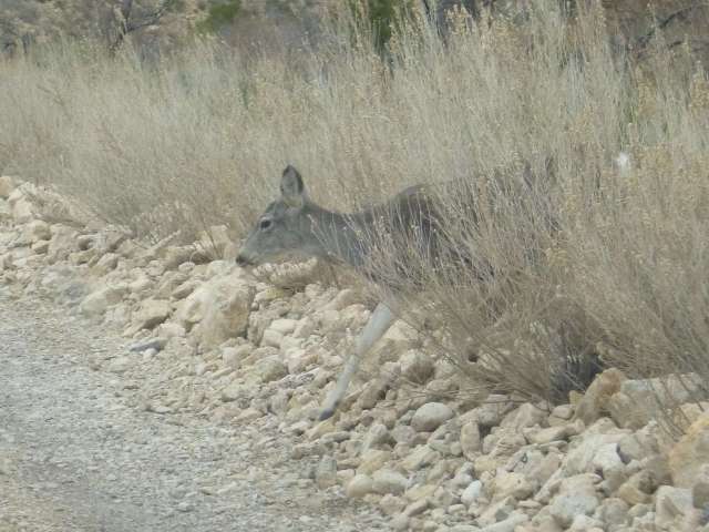 First, I saw the momma.