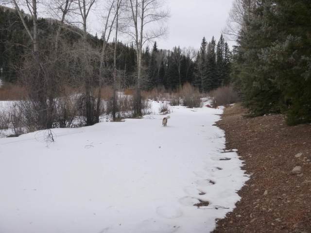 Snow is so much nicer on the paws than thorny desert floor.