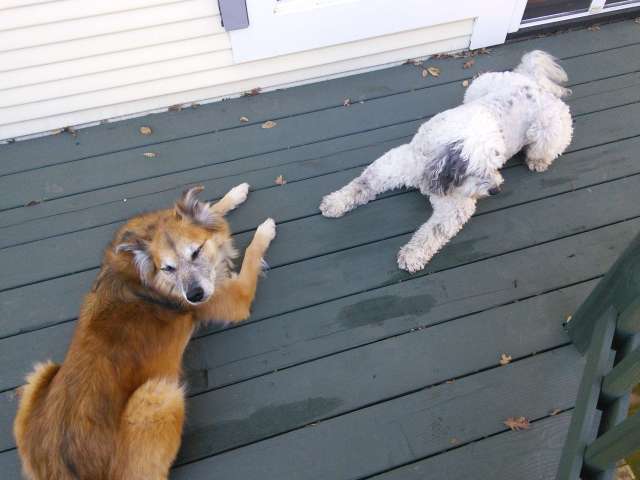 The dogs managed themselves with classic avoidance postures.