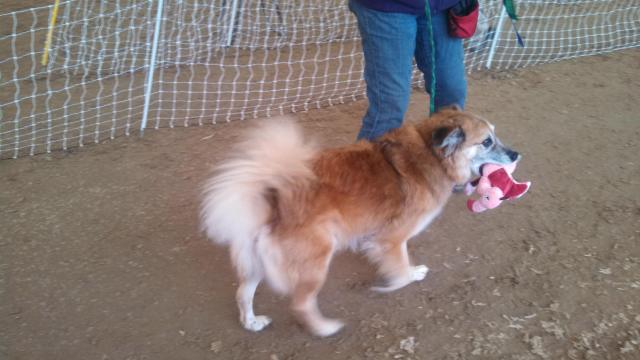 Sac trial - Flamingo 2