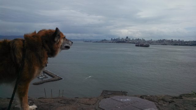 As usual, views don't impress him. For Chico, the important data is gathered with his nose.