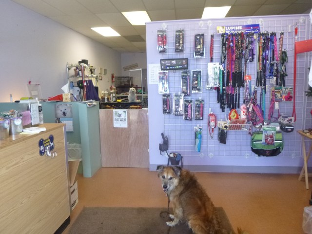 The tubs are behind the wall that is in front of Chico. He's been bathed at this point, and he's being a trooper to hold this sit because all he wants is out of there.