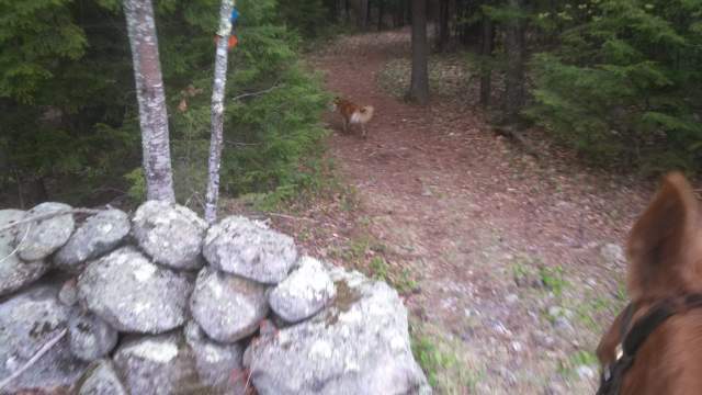 Though it doesn't need to, my phone's camera makes a pronounced click when it takes an image. That sound got Dakota pretty excited, thus, there are no other pictures from this ride.