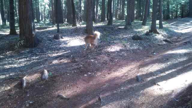 Lots of trees to see, and lots to sniff, depending on which of us you're talking about.