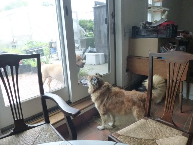 That's Dogger outside.