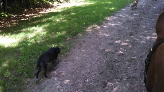 There's MJ. She's a now-very-grey Lab.