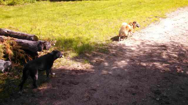 I'd say that this is as close as the two dogs got. I love the way Chico can completely ignore MJ.