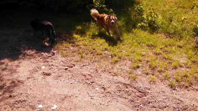 But not always. Here he's looking at me to make sure he can get past MJ, or that he has back up if anything happens.