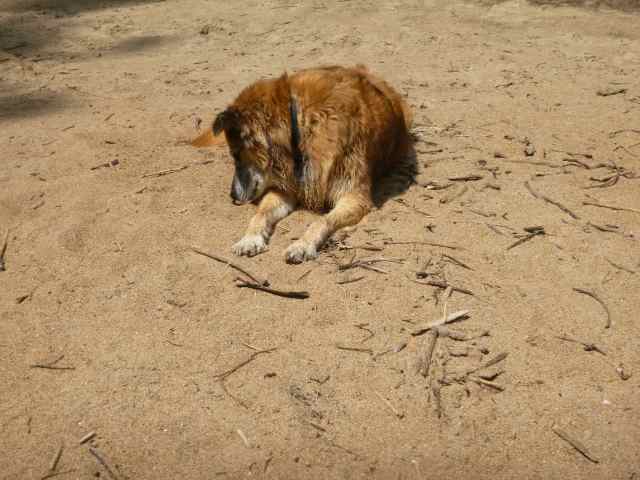 Chico seemed to enjoy getting wet and then lying in the sun to dry off. I believe he's examining a bug.