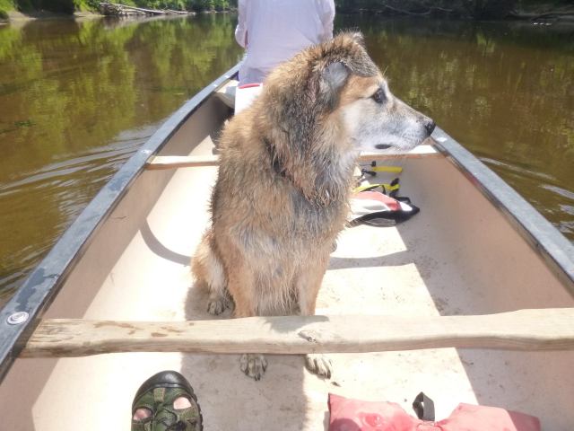 Here's Chico, where he can keep an eye on the bank, and on me.