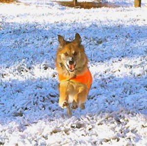 Full flight Chico 10-28-11