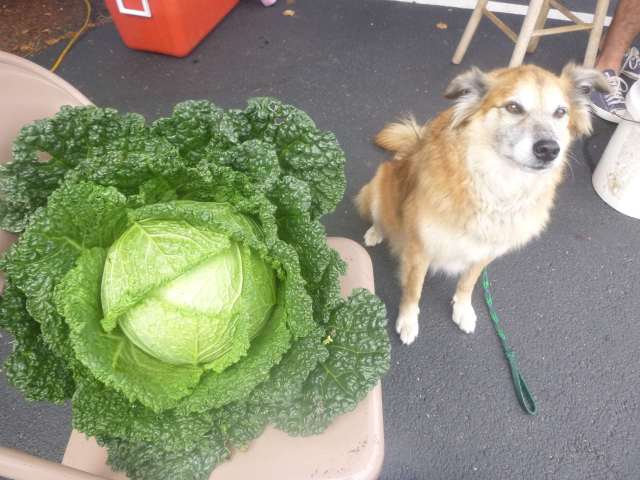 Is that a lovely cabbage or what?