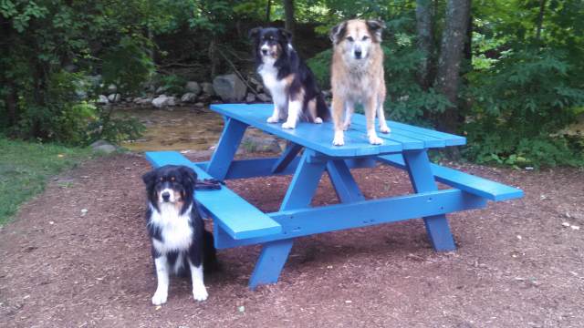 Pretty nice, huh? OK, Chico is ready to leap off the table as soon as I move another inch further from him, and Simon says, no thanks to up on the table, but this is pretty organized, right?
