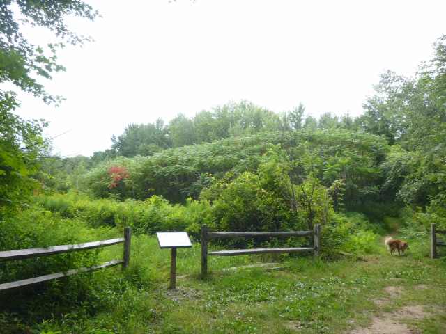 to flood plain level. One Sumac is starting to turn.
