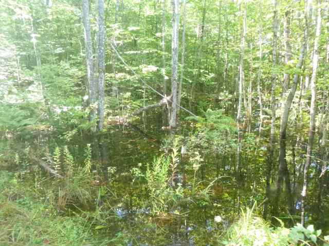 Those trees are past their knees in water. 