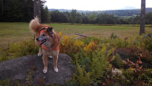 This walk does provide some great views.