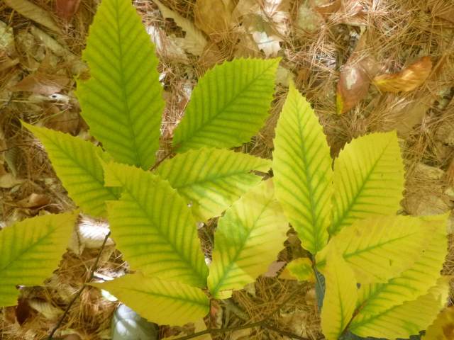 Beech leaves
