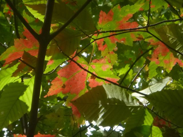 Maple leaves