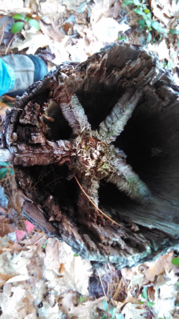 Looking down from the top of the stump.