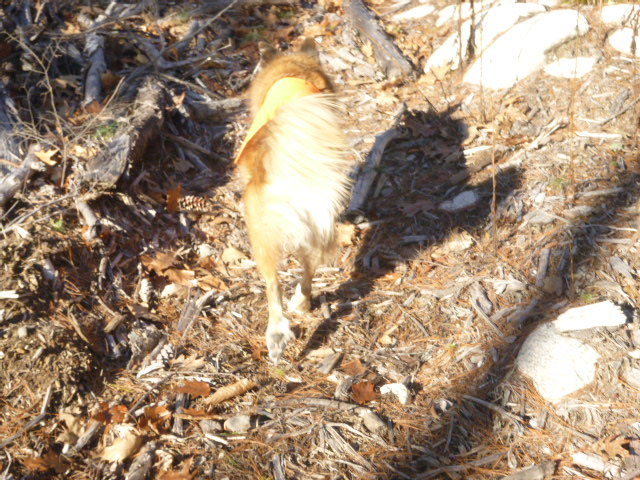 Look at that happy tail.