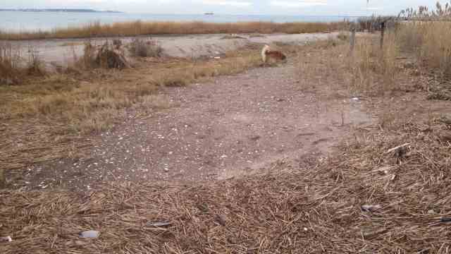 Marsh land, right by the water, room for a dog to sniff and wander.