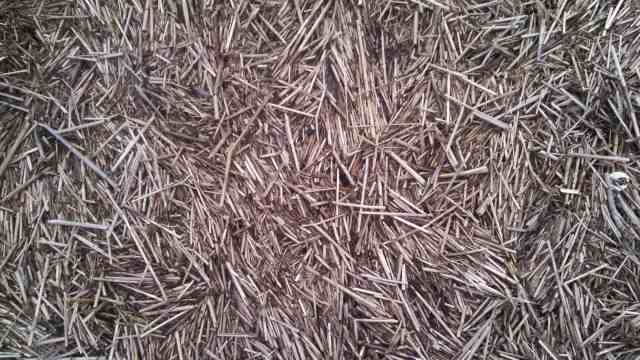 They make a matted path.