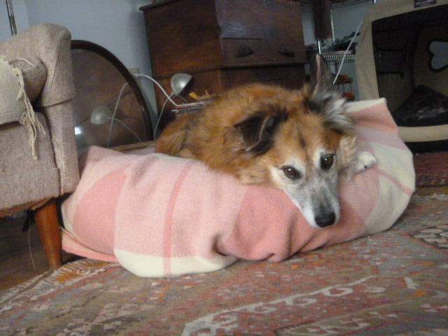 He fits right in there and often chooses the tube bed over other sleeping spots.