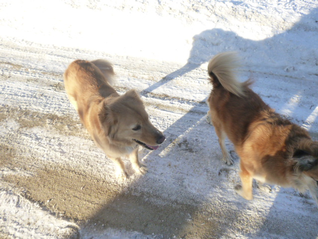 And that respect allows Chico to let Sophie get close to him, and me.