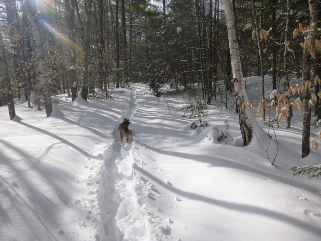Dog out front on the way home.