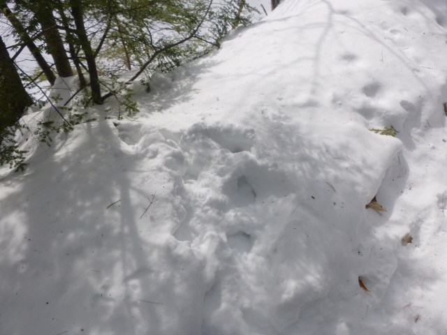 Something was going on at the base of that little tree.