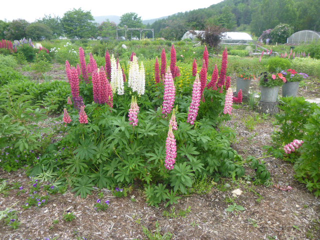 There are beautiful gardens, and I never saw a red lupine before!