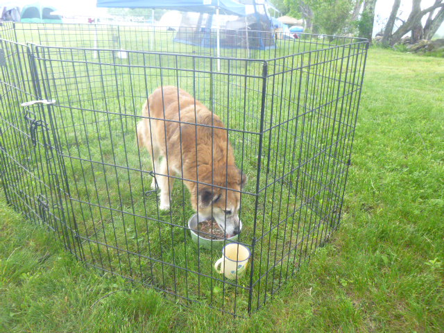 Dinner in the ex pen.