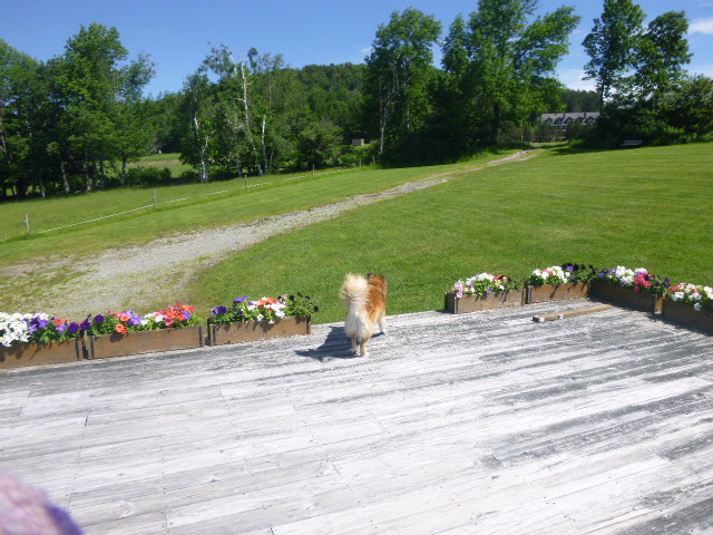 We were encouraged to take our dogs up there for a pic. The first time we went to this meadow (me sans camera) Chico ran right up on stage and posed. This time, not so much. The ground was way more interesting.