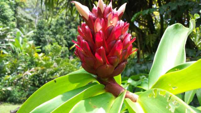 And these, and other tropical flowers.