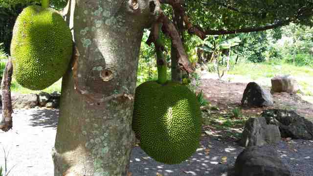 right out of the trunk of the tree!