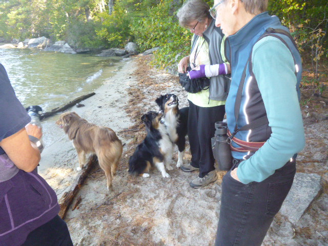 Group begging was way too intense for Chico to participate.