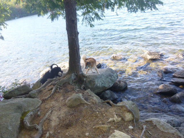 I believe they call it "parallel play" when kids do it.