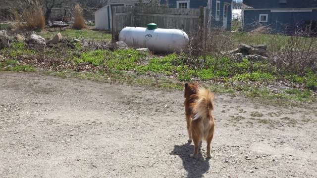 Something is moving over by the barn, it has him in full-alert position.