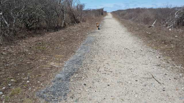 Instead of starting out on the beach this time, we took the highground path, to see if the Japanese knotweed had started to push up stalks. They're tender and delicious in the spring. Eva eats them, and probably sells them to restaurants for lots of money if she can get enough of them.