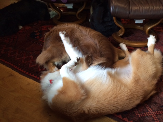 Love seeing them all wrapped up in each other, rasslin' in that doggie way.