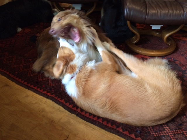 Looks fierce, doesn't? It isn't.